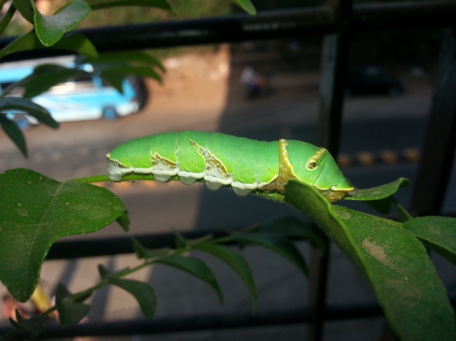 Caterpillar, Lime Butterfly