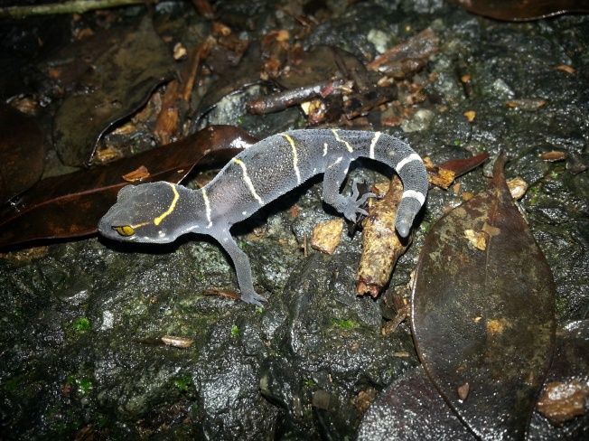 Deccan Banded Gecko, Amboli