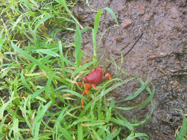 Red and Orange colored Crab