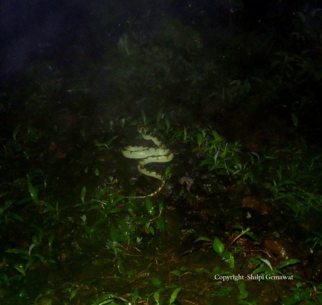 Malabar Pit Viper (Trimeresurus Malabaricus)